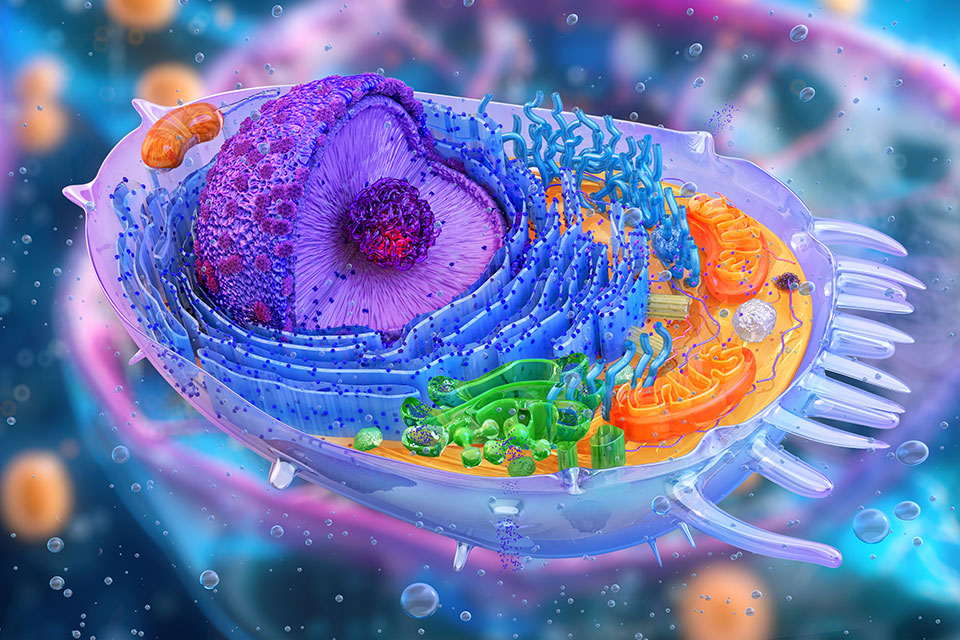 Symbolbild (Rendering) von Mitochondrien